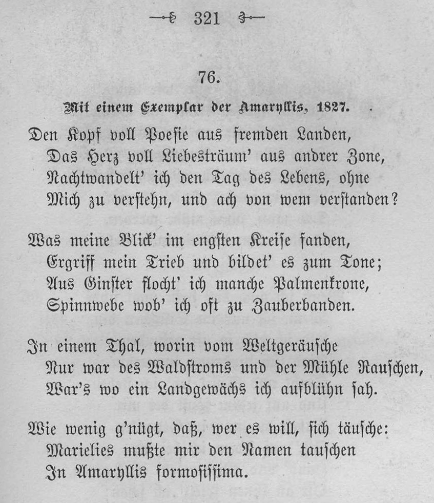 amaryllis-s321-76-den-kopf-voll-poesie